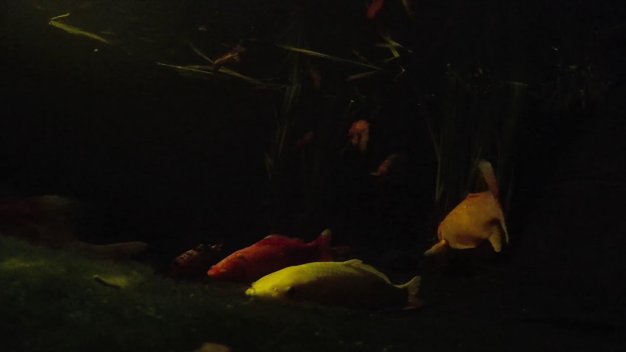 Relaxing Koi & Turtle Pond 🐟 Live Underwater Cam