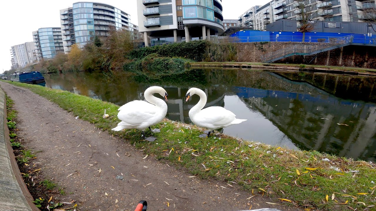The other side 🦢 |  Litter picking ep.215