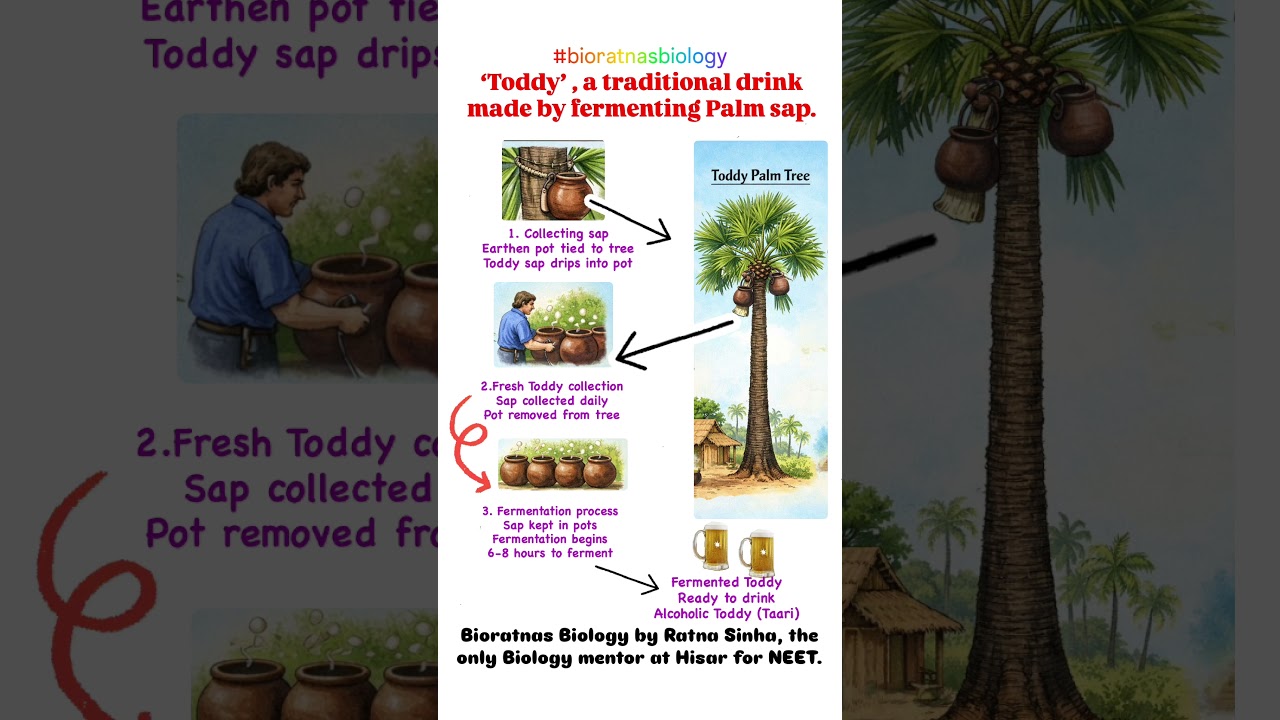 Toddy a traditional drink 