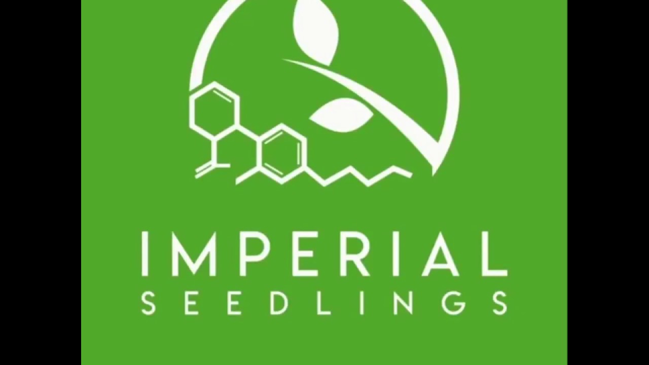 Goliath CBD Hemp Seedlings Ready to Ship from Imperial Seedlings