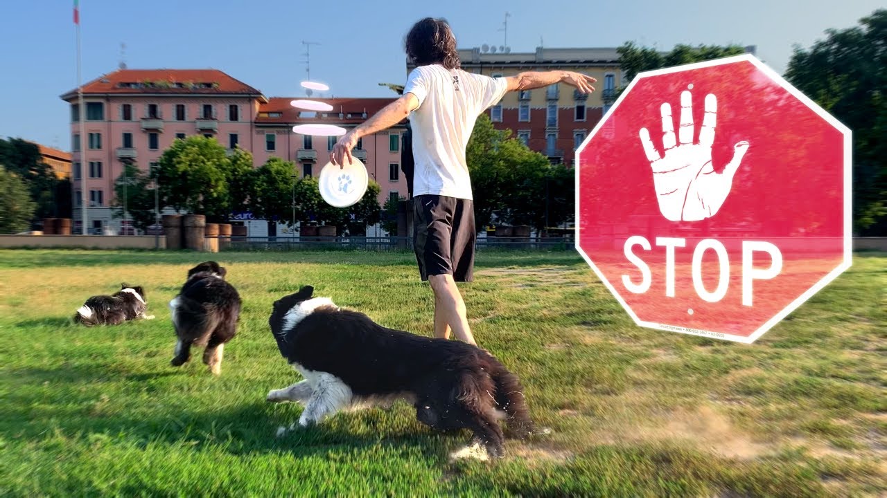 Un COMANDO FONDAMENTALE: lo STOP su INVIO | ADDESTRAMENTO CANI