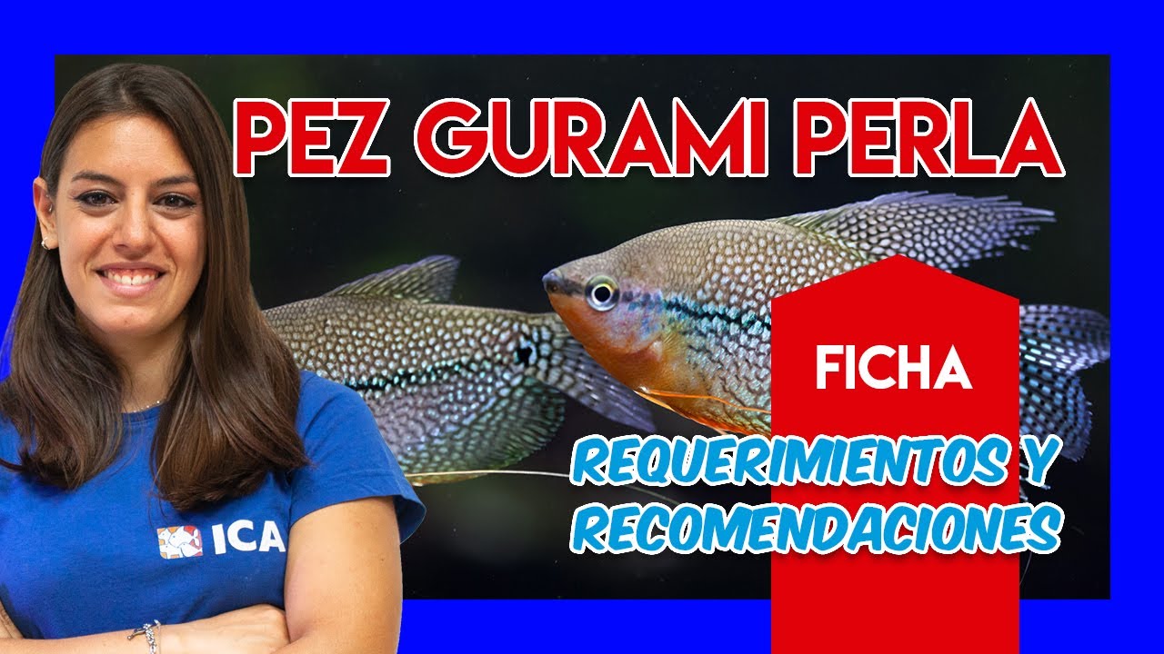 Gurami perla 🐟 - Guía y cuidados - VÍDEO FICHA