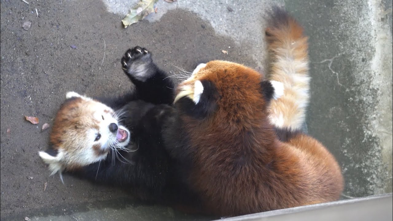 ニーコの背泳ぎとレイファとの戯れタイム　#鯖江市西山動物園　#レッサーパンダ