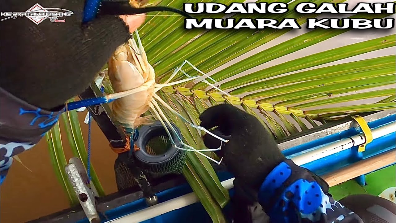 PUSATNYA UDANG GALAH ‼️ SEAKAN TIDAK PERNAH HABIS UDANG GALAH DI SUNGAI INI. MANCING UDANG 