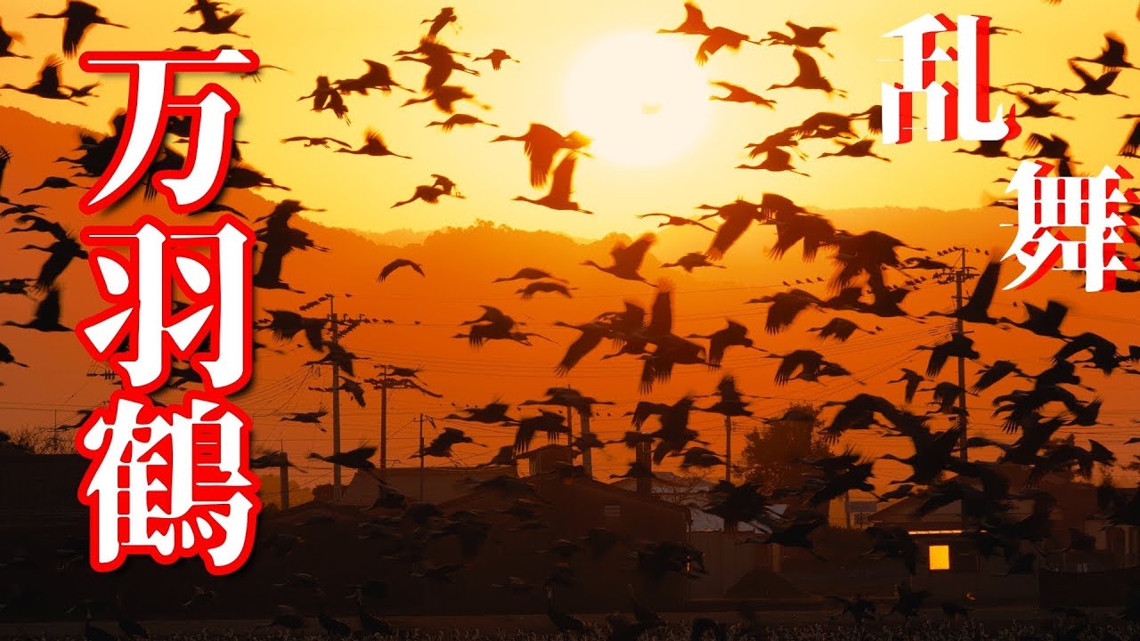 【4K】鹿児島県出水市『出水の万羽鶴 -2020-』