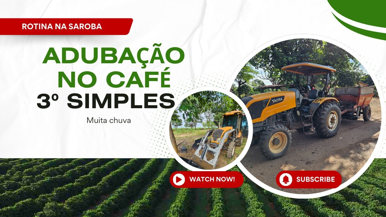 Adubação no café mesmo com chuva 🌧️🚜 | Trator em 3ª simples no batidão | EP. 04