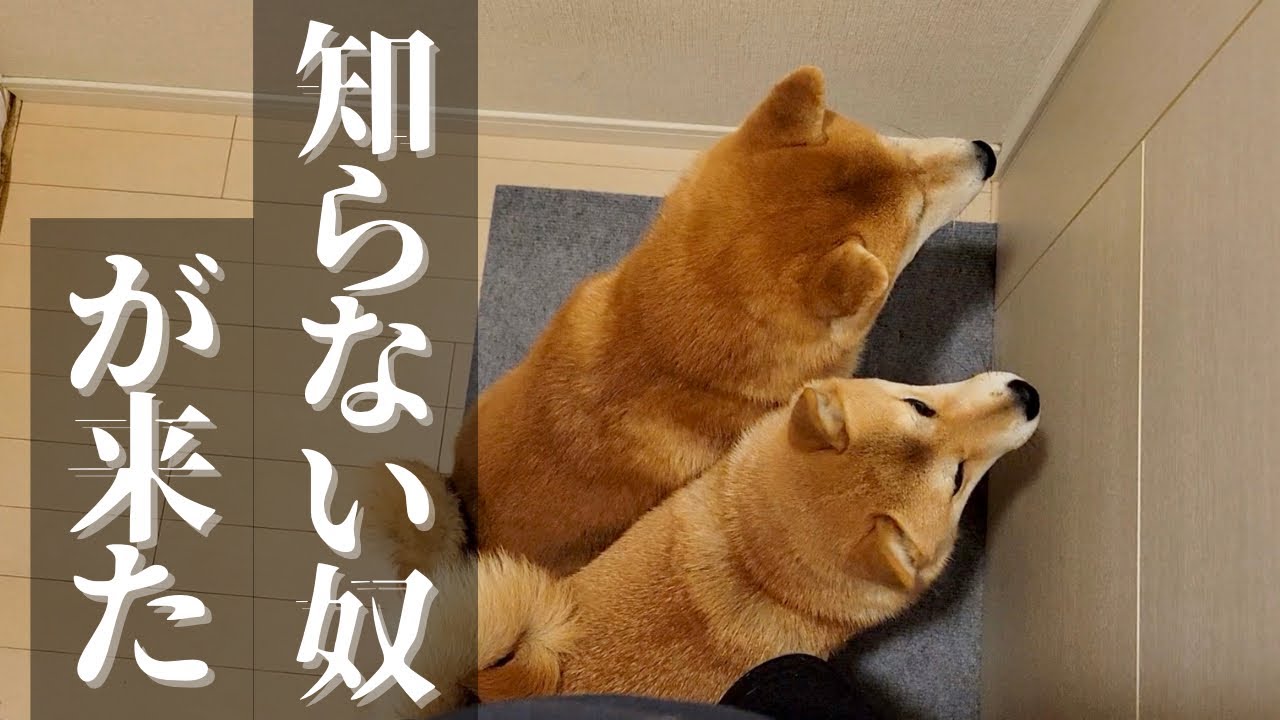 来客に伴い襲うように歓迎する柴犬達をパパと共に監禁しました