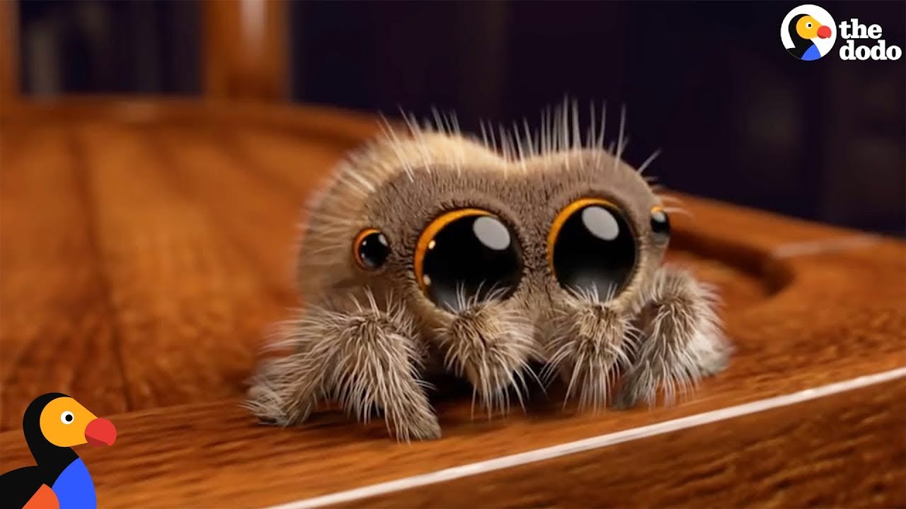 Lucas The Spider Creator Explains How He Makes People Fall In Love With Spiders | The Dodo
