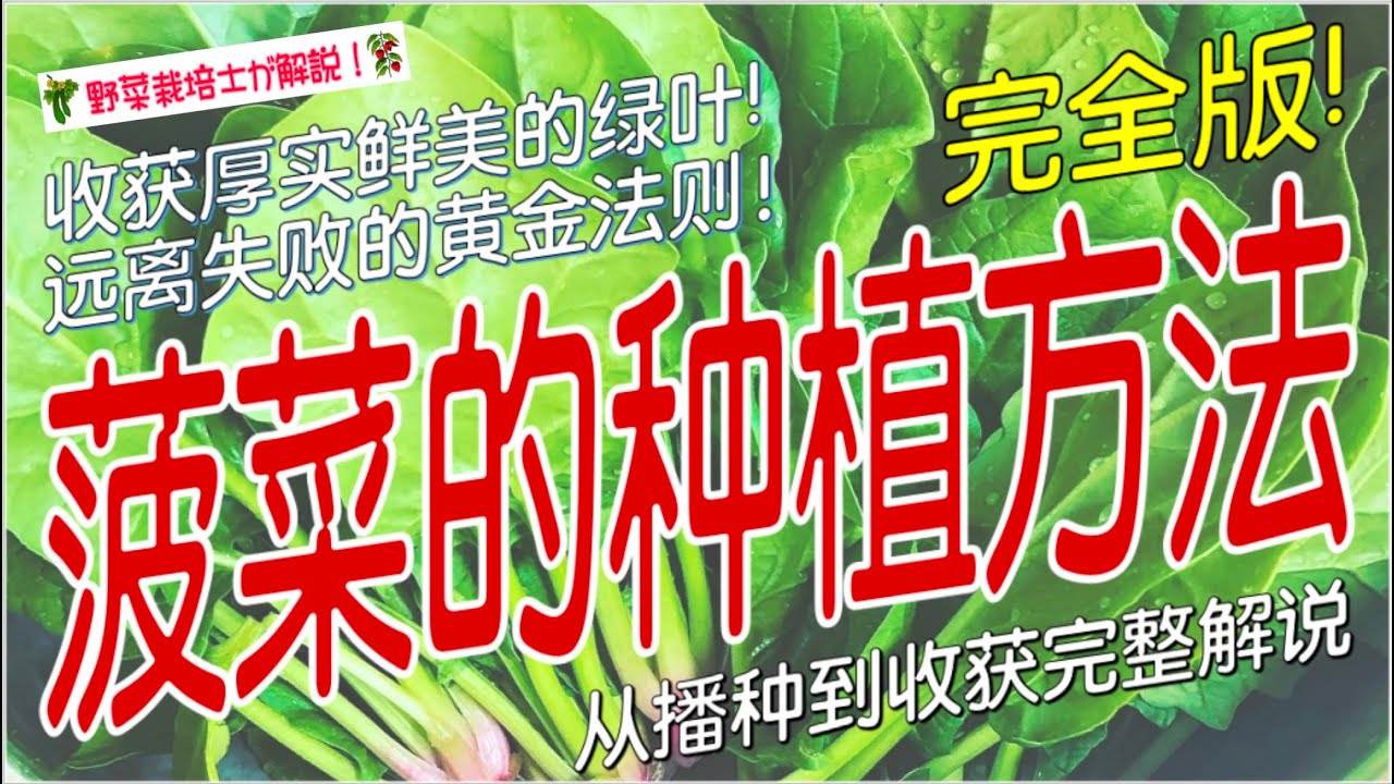 《菠菜的种植方法》家庭种菜必看｜菠菜种植流程&注意事项，从播种到收获一次搞定，轻松收获健康蔬菜