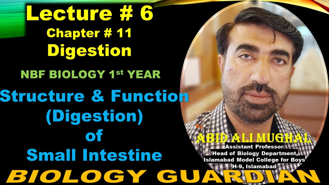 Structure and Function (Digestion) in Small Intestine | Lecture 6 Ch 11 NBF Biology-11