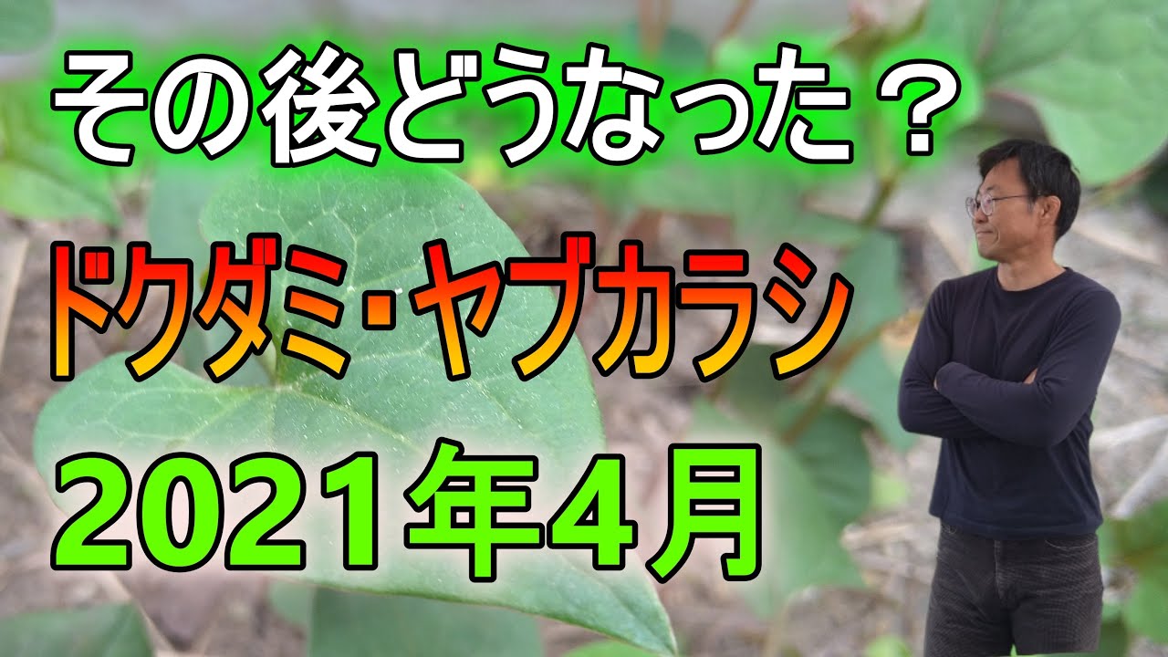 [雑草対策] ドクダミ・ヤブカラシ駆除その後「キャリア29年のプロガーデナーが去年行った駆除作業の結果を公開