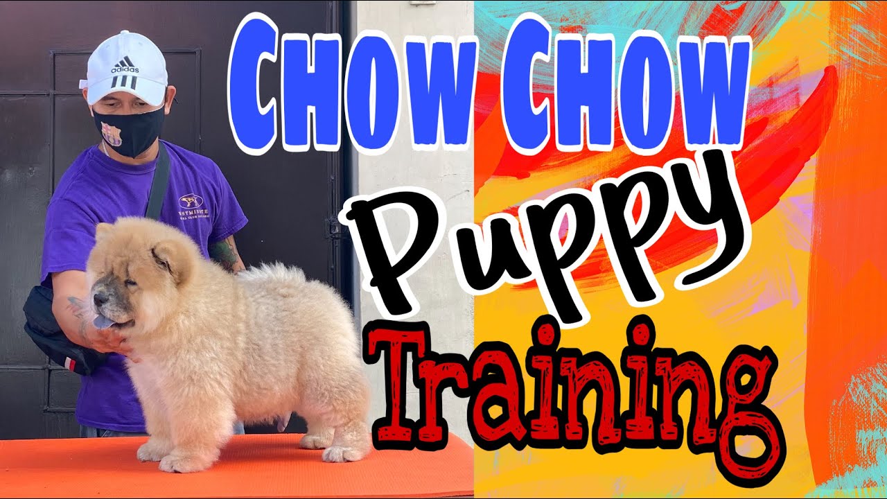 First time training on table stack |chow chow puppy | 2 months old.