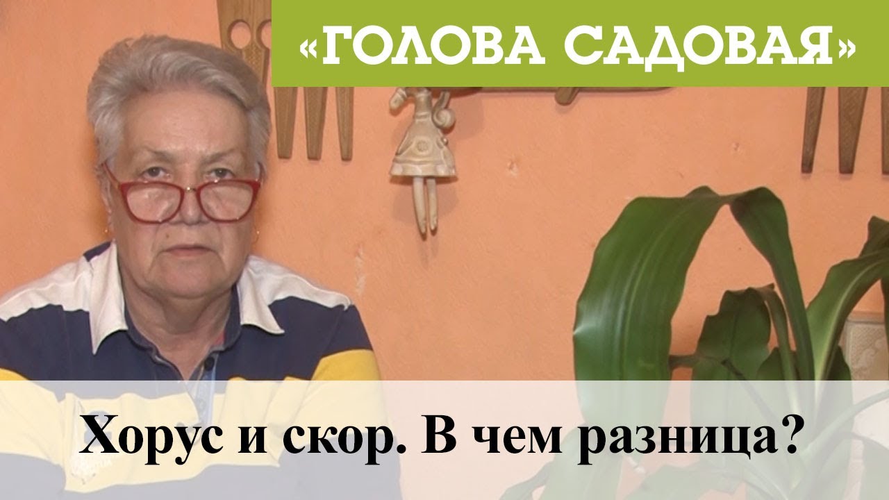 Голова садовая - Хорус и скор. В чем разница?