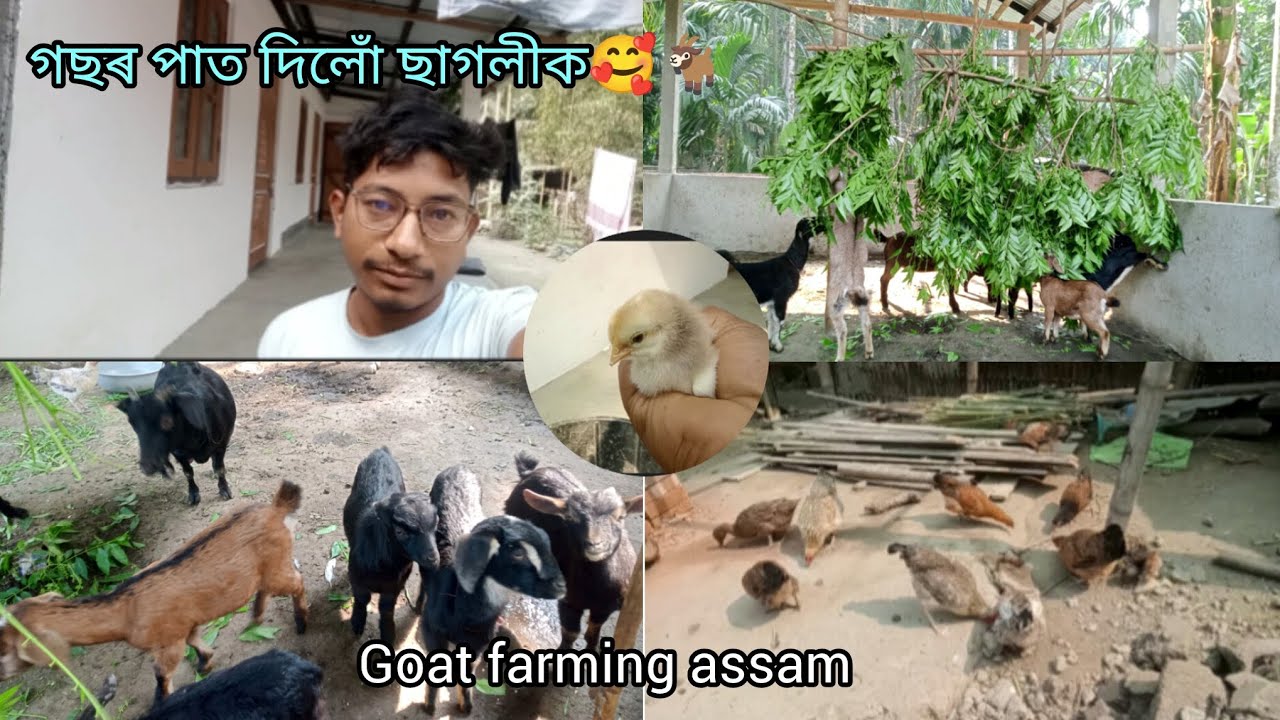 গছৰ পাত দিলোঁ ছাগলীক🥰🐐//#Goat farming in Assam #hirak111 #goat #farming #farm  #assam #goatfarm #07