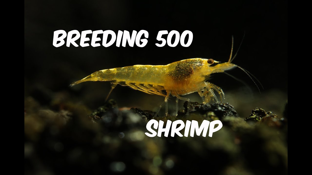 Road to breeding 500 yellow cherry shrimp - neocaridina style - Episode 1
