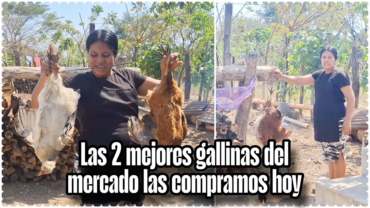 Cocinare la comida favorita de mi ESPOSO: 2 GALLINAS criollas de las más grandes
