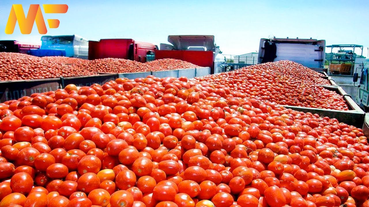 How Tomatoes Are Harvesting And Processing | Amazing Tomato Sauce & Paste Factory | Modern Farm➤#75