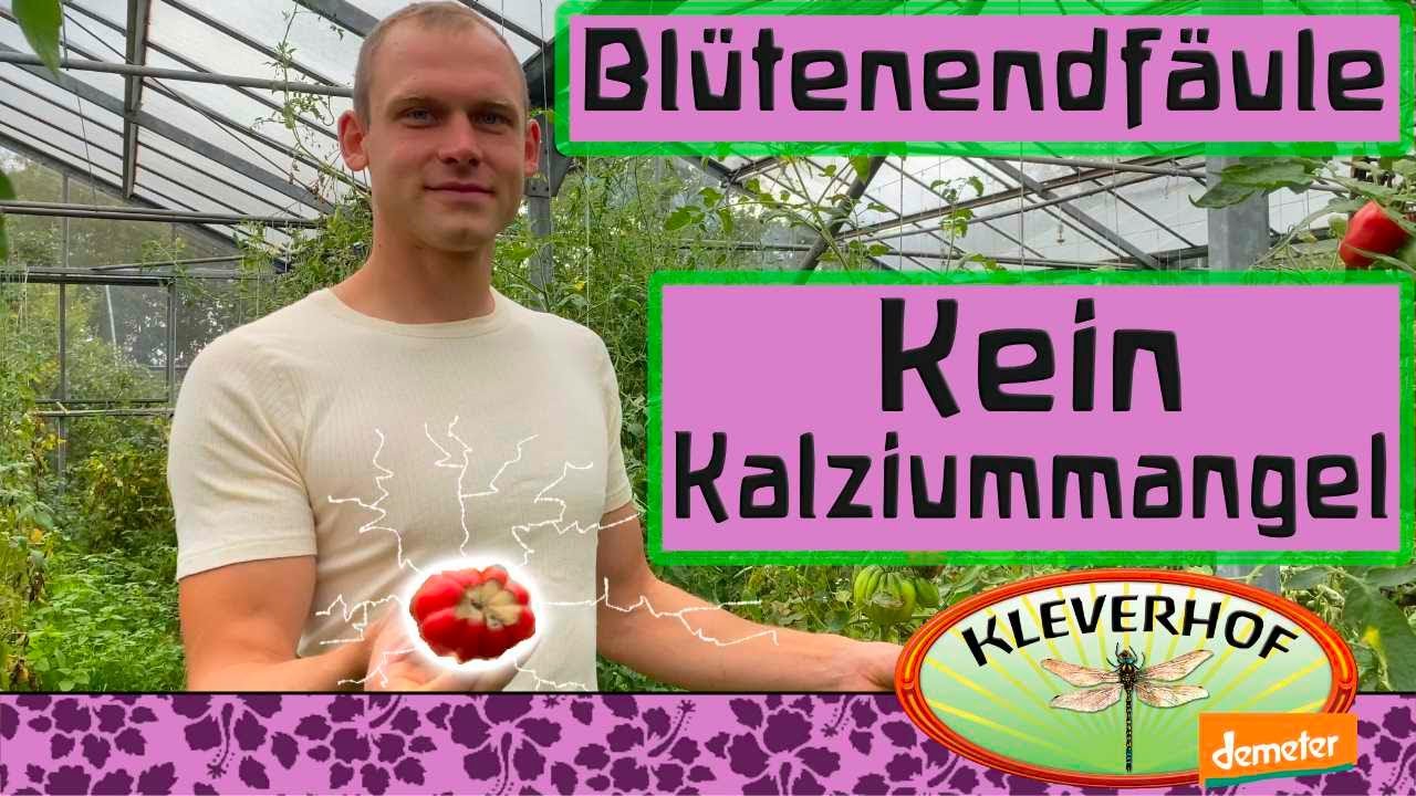 Blütenendfäule ist kein Kalziummangel!