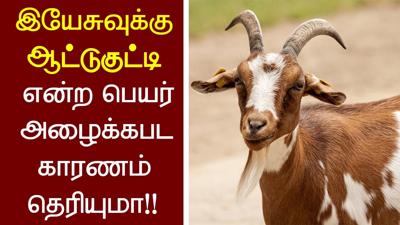 80- ஆட்டுக்குட்டியானவர் - Peter Madhavan-Tamil Christian Message-Bible Facts (Lamb of God)