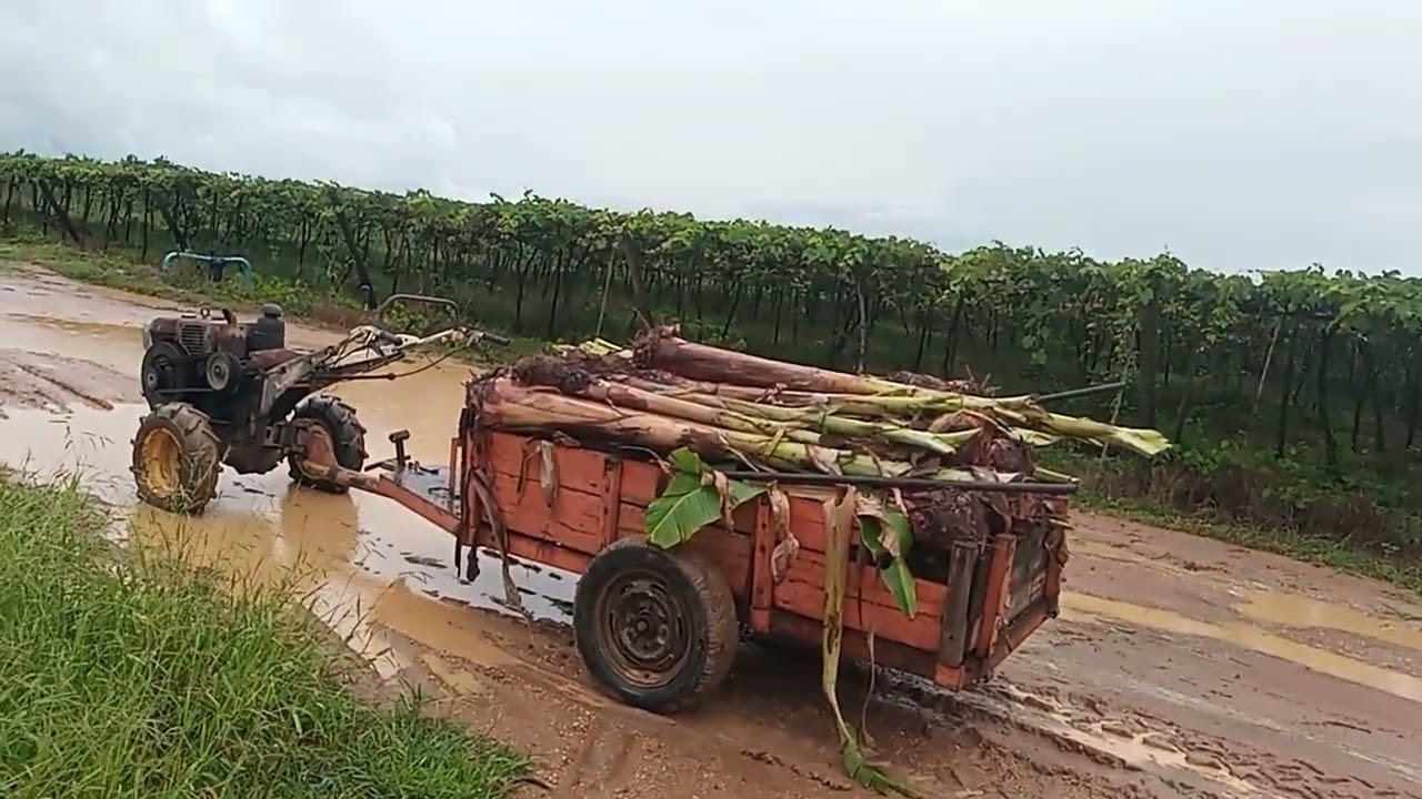 T.2 - EP.03 Plantio da banana 