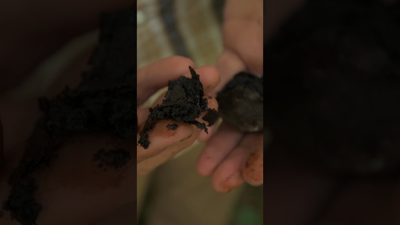 Black Walnut &ndash; Medicinal Benefits and Uses