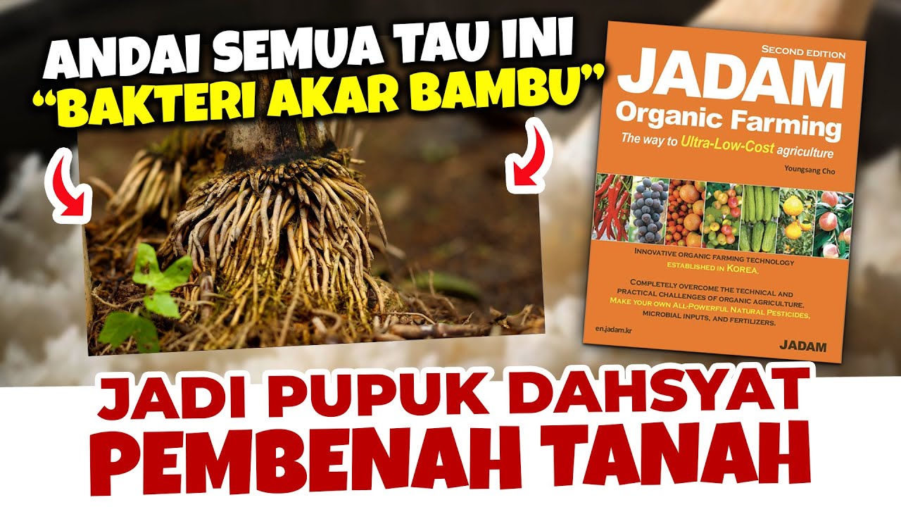 PANTES GA PERNAH KENA PENYAKIT.!! MANFAAT LUAR BIASA BAKTERI AKAR BAMBU | Pupuk Pembenah Tanah