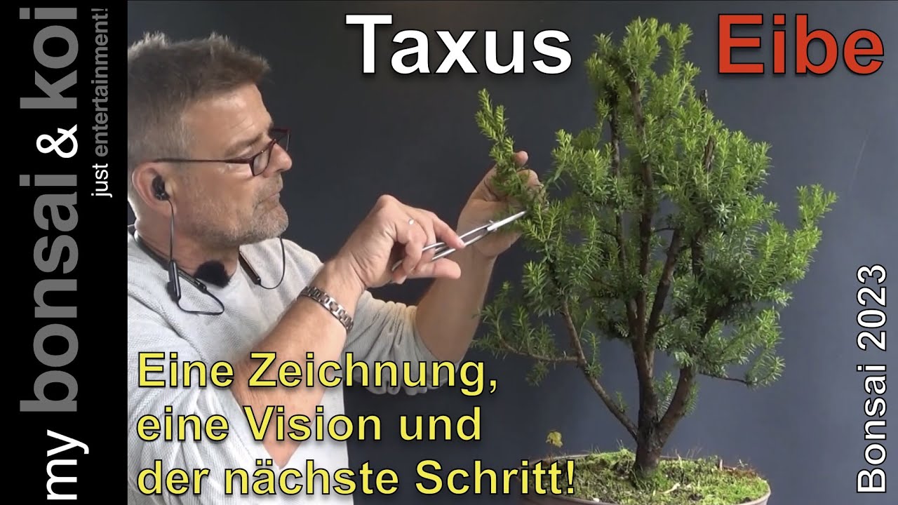Bonsai 2023-48 - Eibe - Taxus - eine Zeichnung, eine Vision und der nächste Schritt