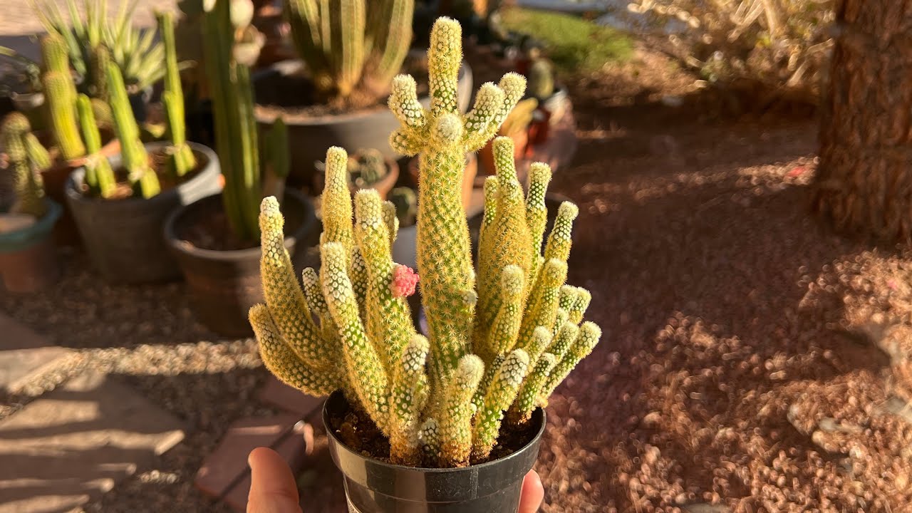 SEPARATING AND REPOTTING MAMMILLARIA ELONGATA MONSTROSE. #cactus #plant #propogation