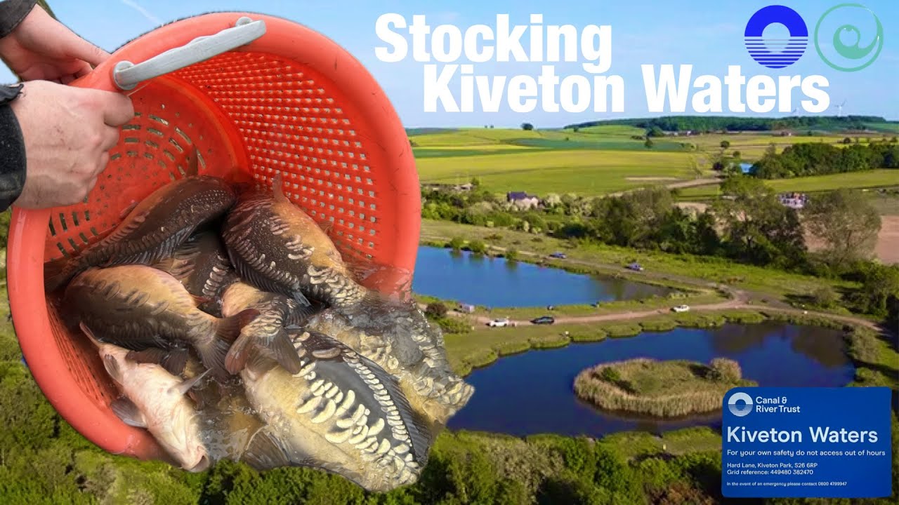 Stocking a Commercial Fishery - Kiveton Waters