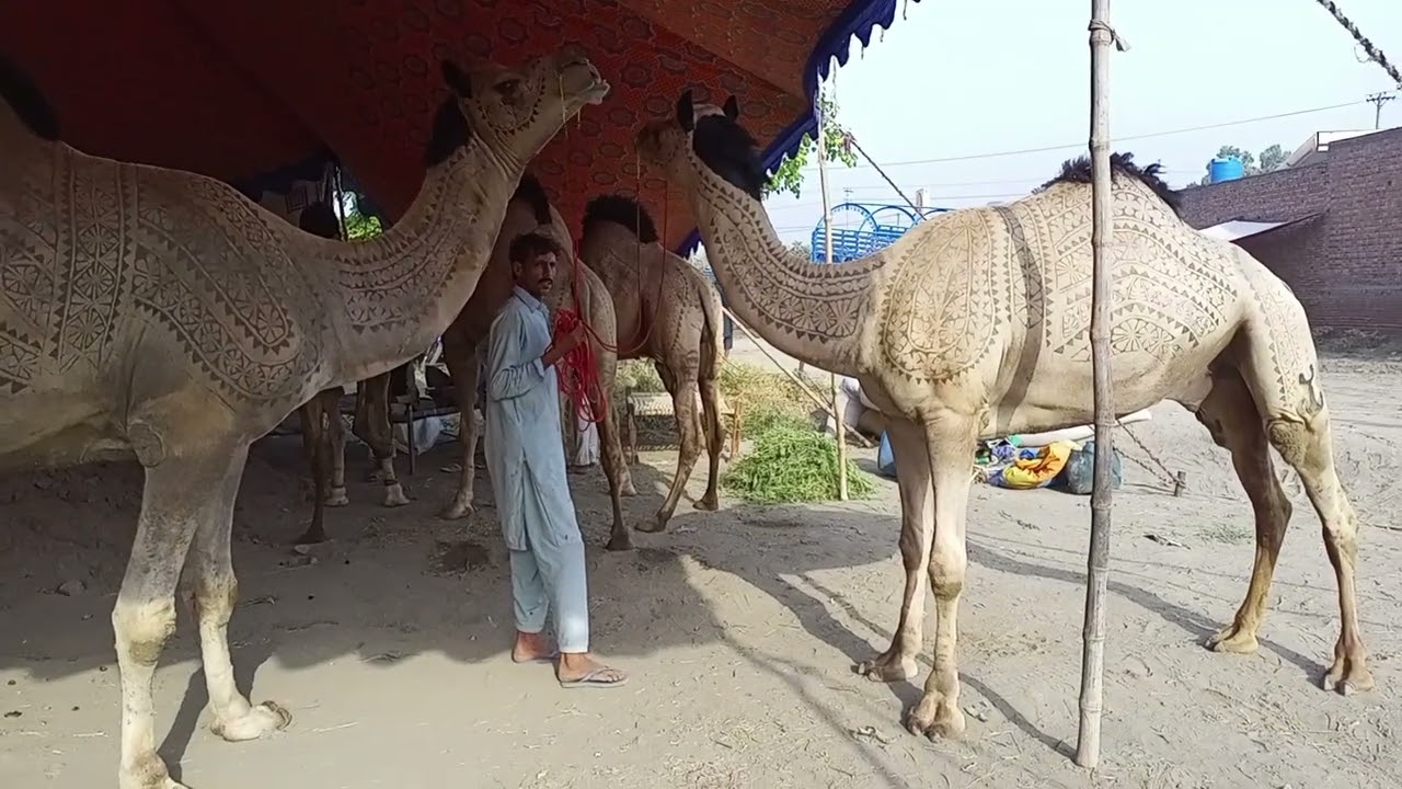 Gujranwala Mandi Heavy Weight Camel 2024
