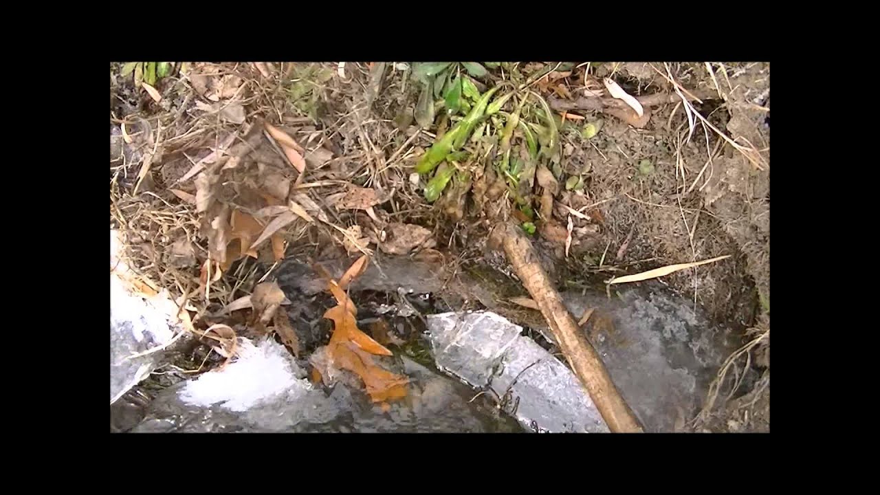 MINK TRAPPING SET-N-GO TRAPPER™ Best Mink Trap Best Mink Set Ever