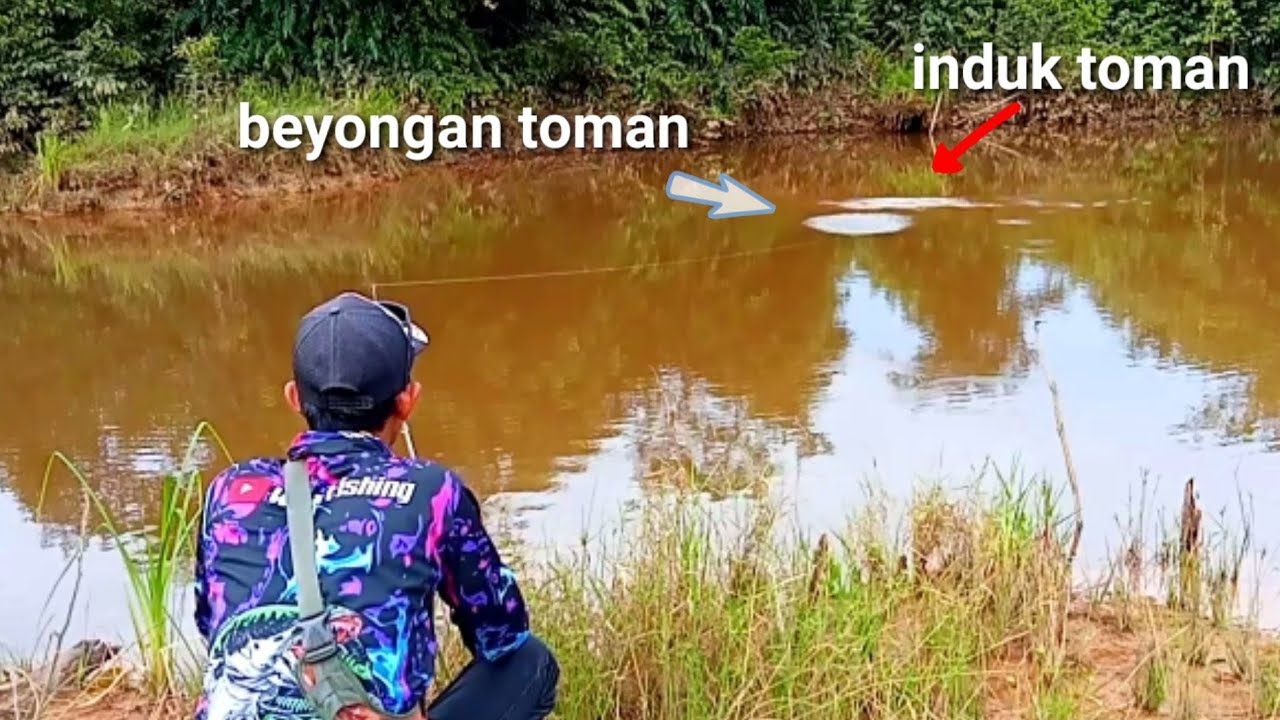 casting toman, toman bawa anak