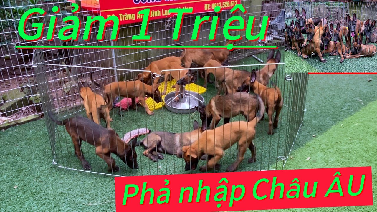 TRI ÂN -  GIÁ CÔNG KHAI 3 đàn chó phả nhập châu ÂU- khó tìm.#becgie #malinois #becgiebi 
