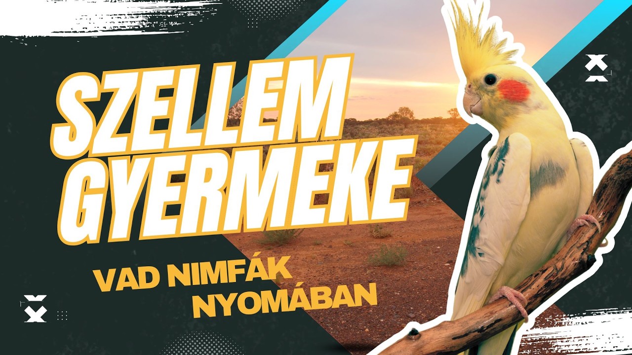 Vad nimfák nyomában - A nimfapapagáj természetes élőhelye