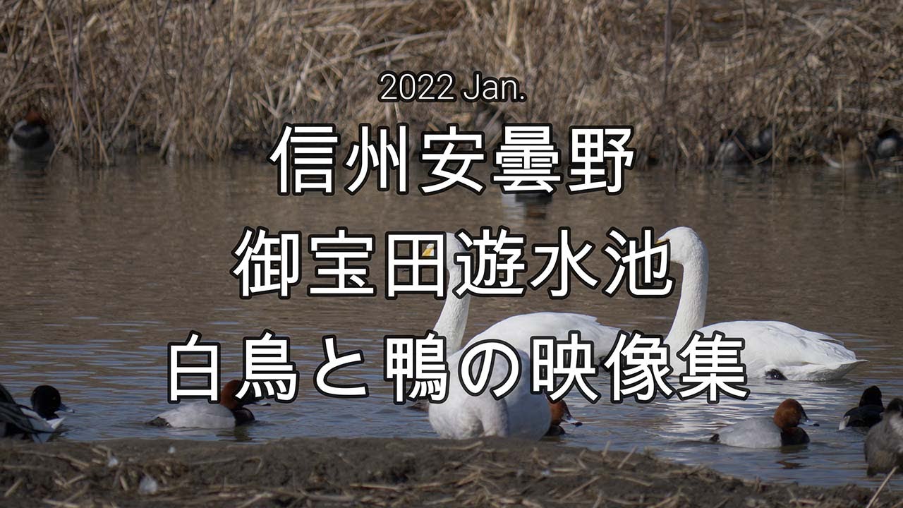 2022 Jan. 信州安曇野　御宝田遊水池　白鳥と鴨の映像集