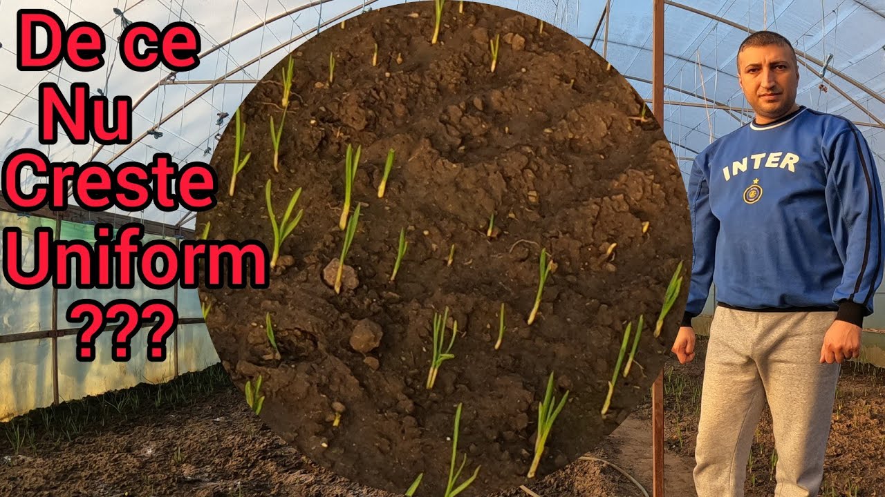 Ceapa din solar nu creste uniform care sunt cauzele ? Aplic bicarbonat de sodiu