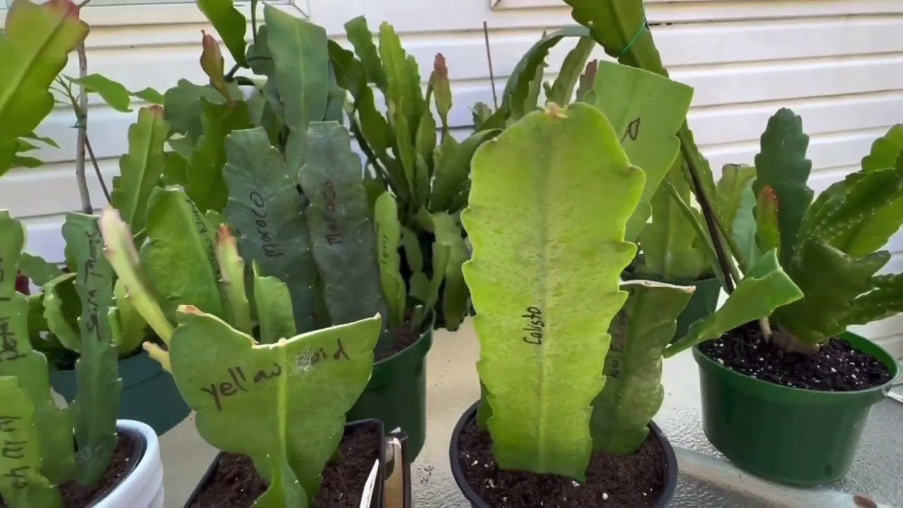 How to propagate Epihyllium  leaf cutting , Epicactus ,Orchid cactus, Jungle cactus , Nhật Quỳnh