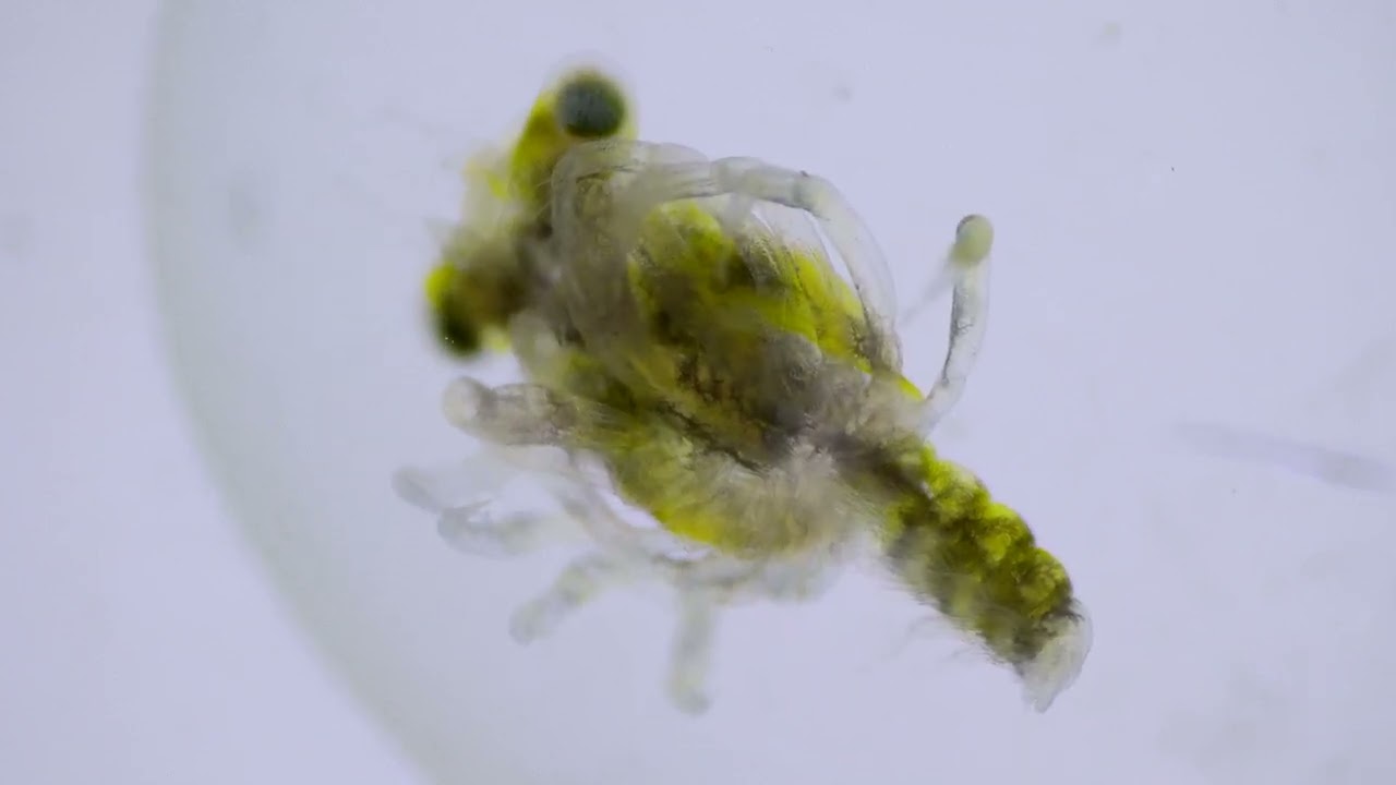 Megalopa de la centolla Maja brachydactyla