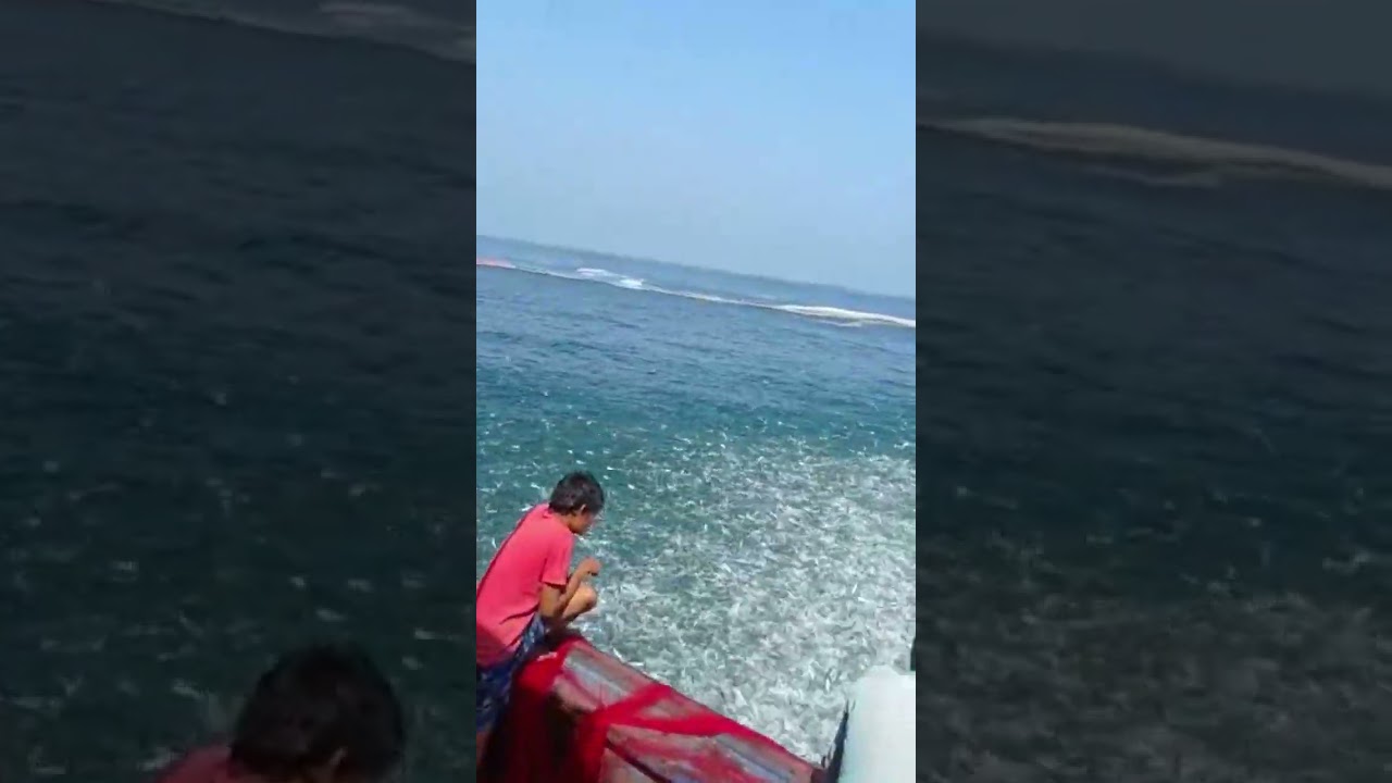 Net fishing in Ratnagiri sea v1 |  lots of sardines fish | fishing boat 🚢