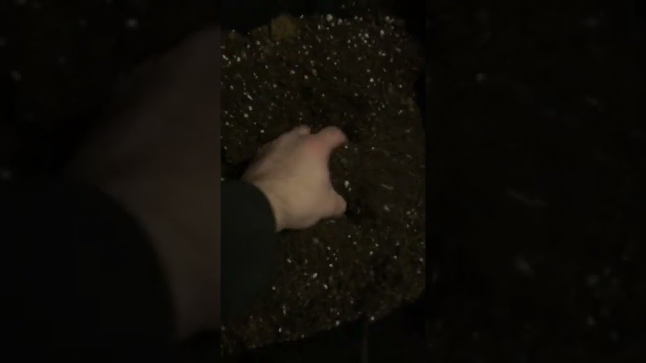 Mixed coco with happy frog / ocean forest/strawberry fields n perlite from older grows