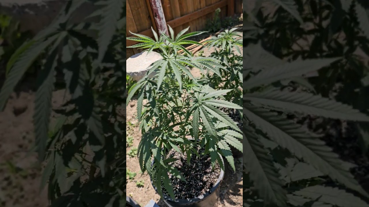Outdoor grow 2024 |afgani bullrider , iced widow & fruity pebbles #garden #shorts #marijuanagrowers