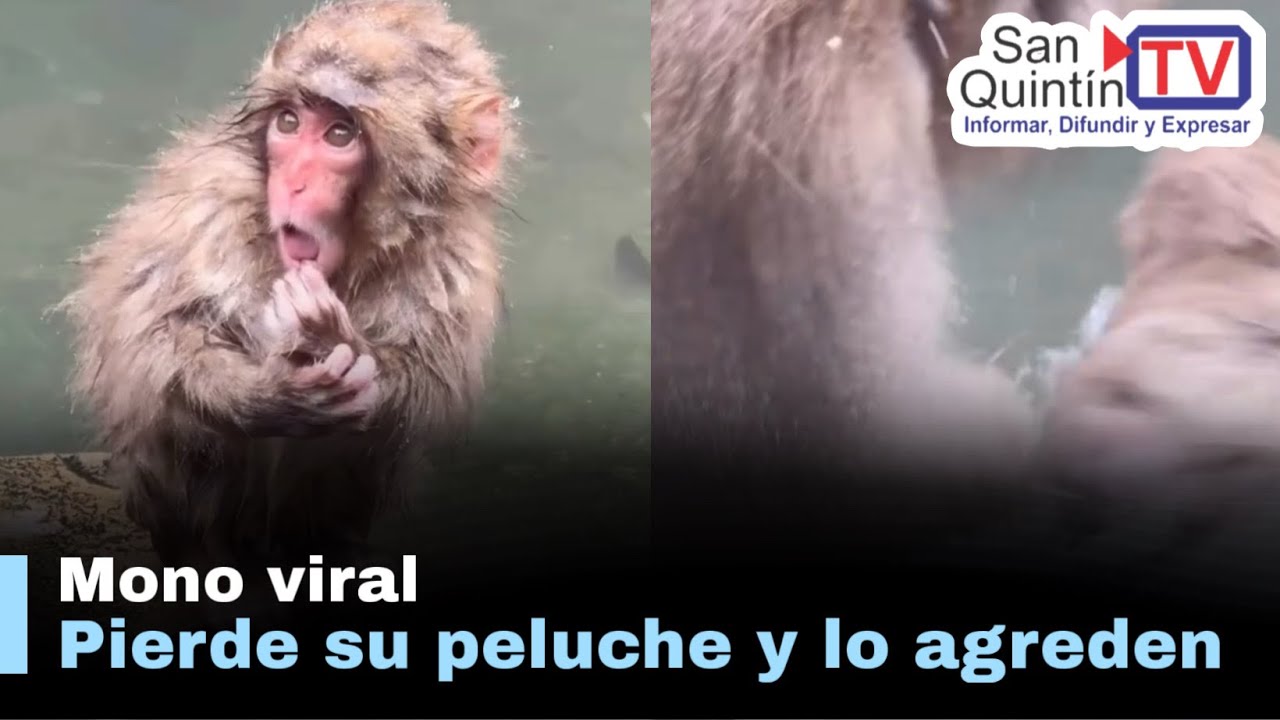 Punch el mono viral pierde su peluche y termina empujado al agua