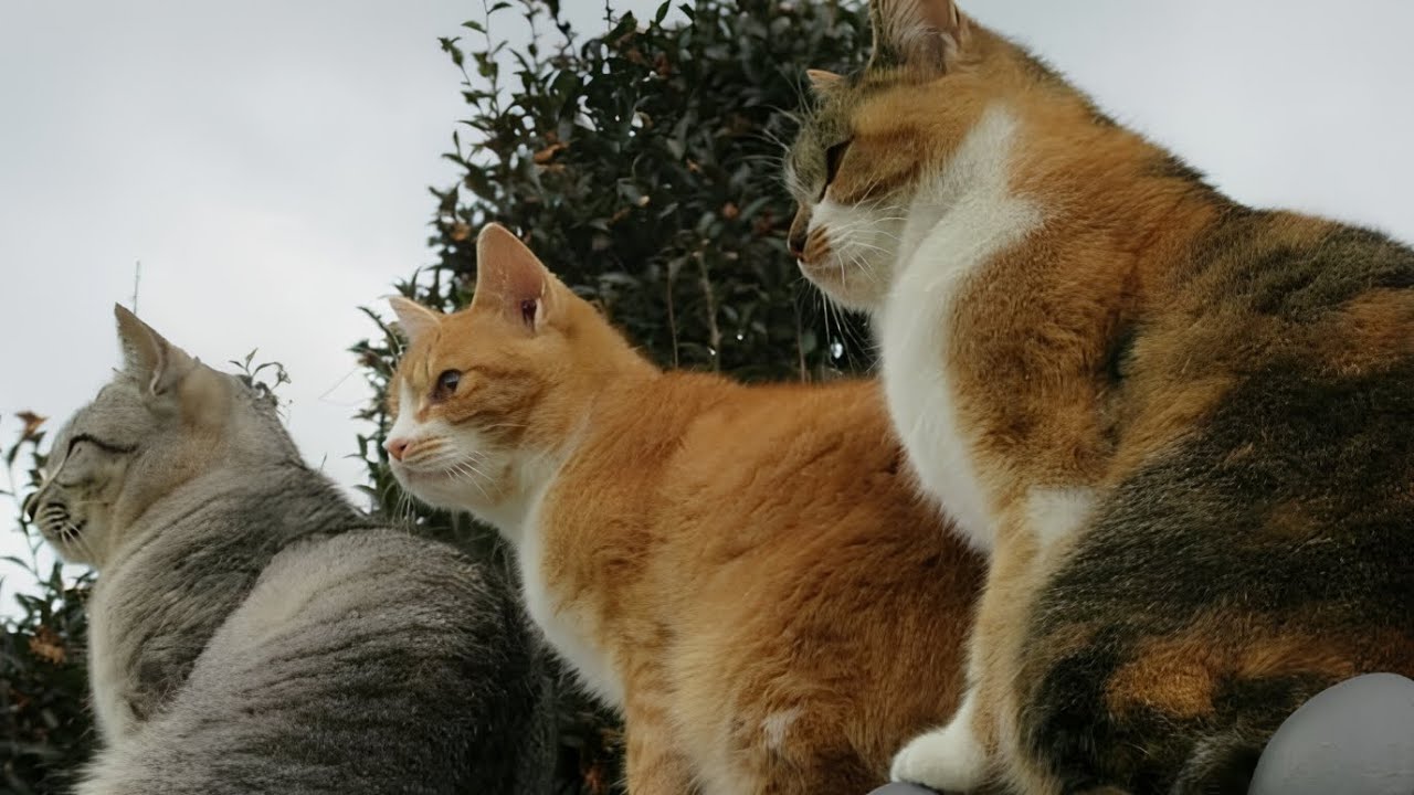 The Funniest Cats Prayed That Beautiful Cat Would Be Rescued, As They Suspected That He Was Dead 😸
