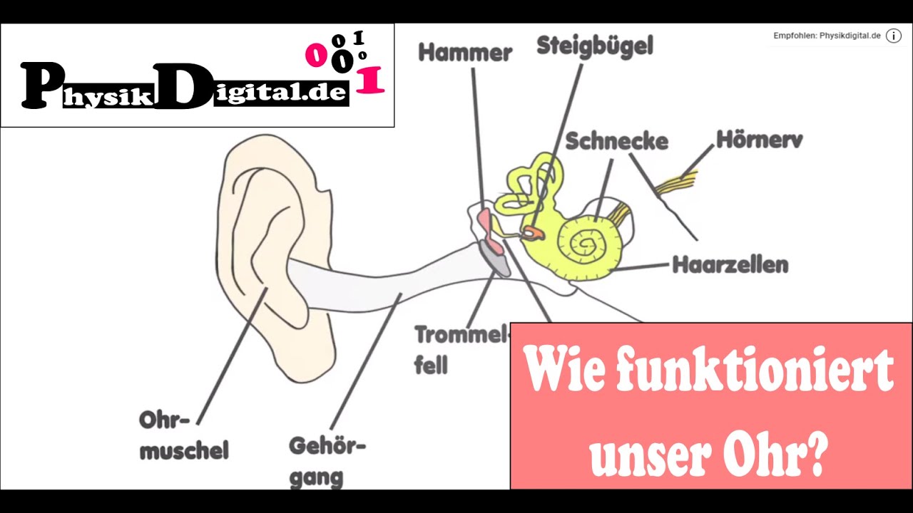 Wie funktioniert das menschliche Ohr? Einfach und anschaulich erklärt