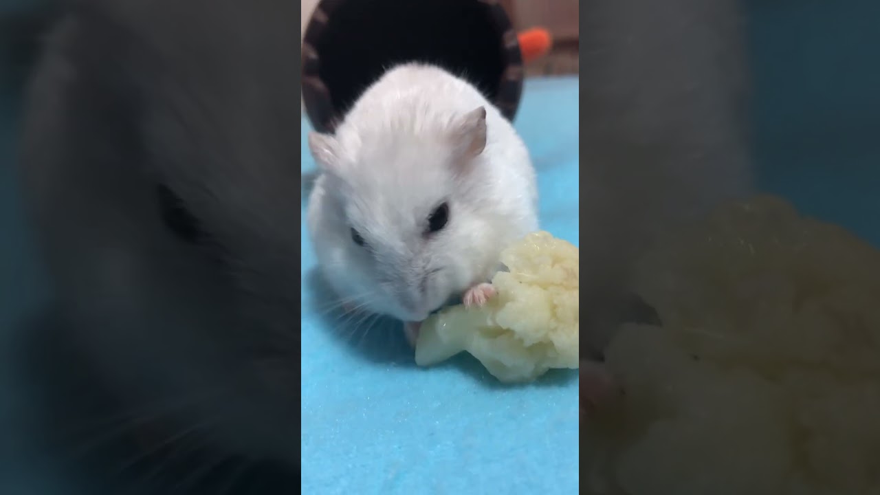 最近、ハムちゃんの皮膚病が心配で見てみたらチキン肌みたいに😢　床材を紙に変えなきゃならない予感です。