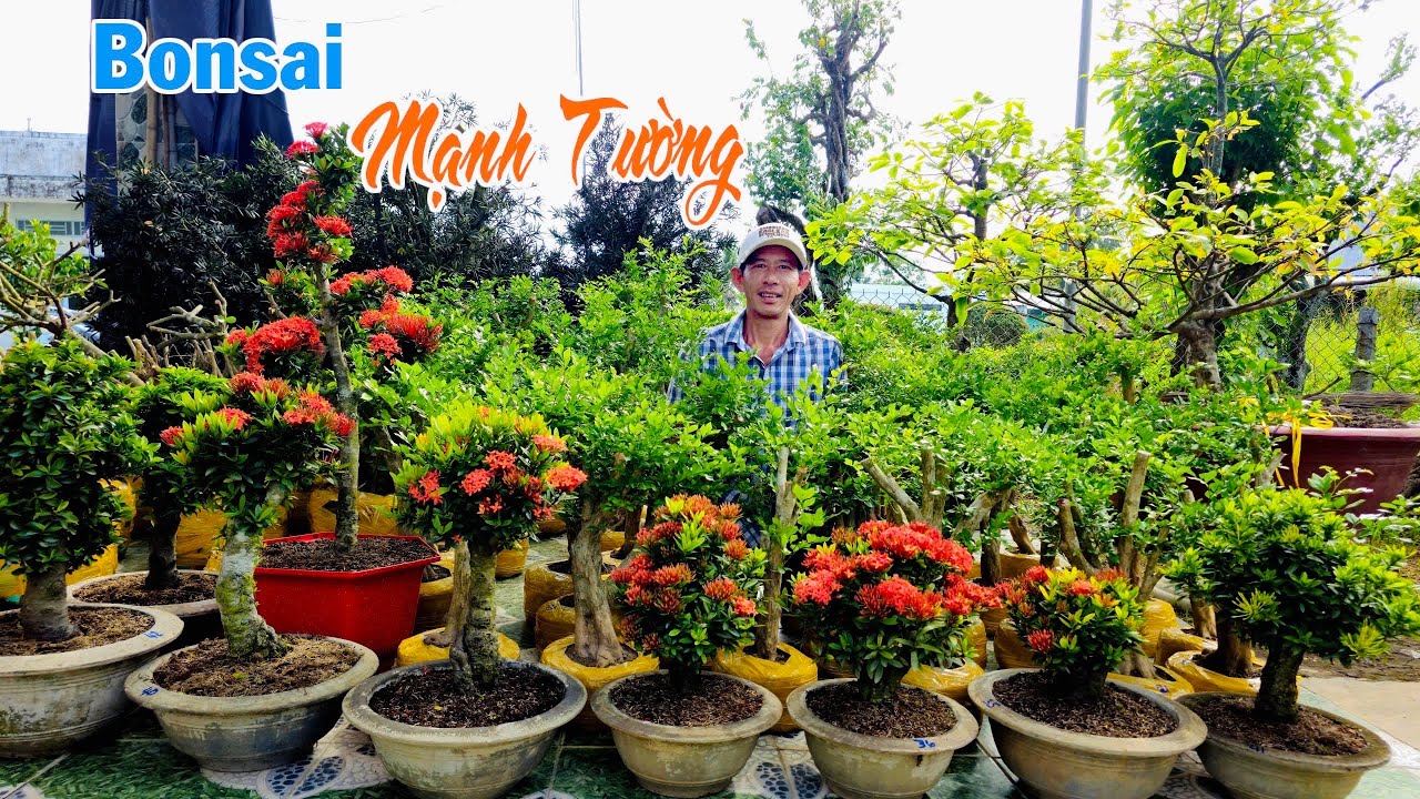 Nguyệt Quế siêu hoa sống khoẻ & Bông Trang (giá sinh viên 16/3) Bonsai Mạnh Tường