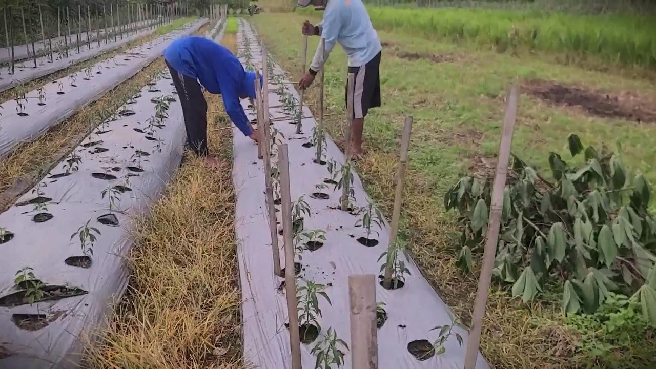 Garden Hack: Protecting Young Peppers from Falling _FarmersLife _Shorts