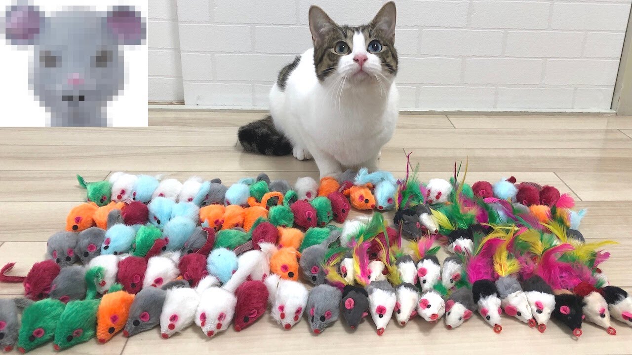 【ドッキリ】101匹のネズミにパニックを起こす猫
