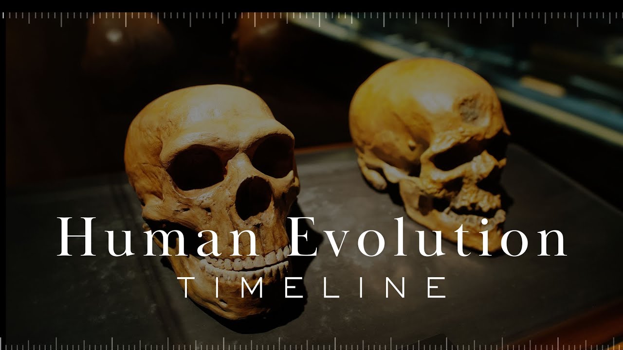 Human Evolution Timeline