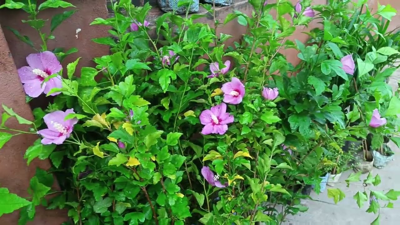 7 July  Galiff Street Plants Market Update | Wholesale & Retel Plants Market In Kolkata